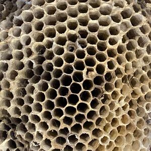 Meet your Posher, Arellia